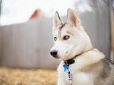 呆萌阿拉斯加雪橇犬