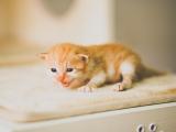 可爱萌猫