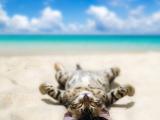 猫咪的度假