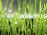 嫩芽上的雨珠