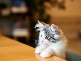 乖巧的猫咪