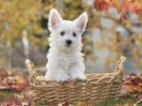 西部高地白梗犬