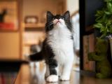 傲娇的猫咪