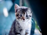 温顺的猫咪