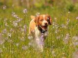 布列塔尼猎犬