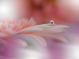 水滴里的花朵