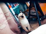 孤单的暹罗猫