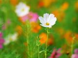 白色雏菊