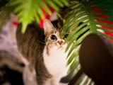 敏锐的猫咪
