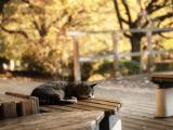 树下睡觉的猫咪