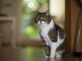呆萌可爱的猫咪