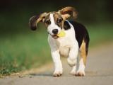 比格犬