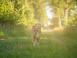 阳光下的猫咪