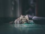傲娇可爱的猫咪
