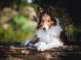 喜乐蒂牧羊犬