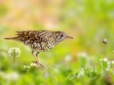 虎斑地鸫