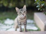 敏捷的猫咪