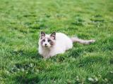 草坪玩耍的猫咪