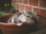 犯困的猫咪