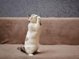搞笑猫咪