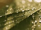 叶子上的细小雨珠