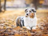 宠物澳大利亚牧羊犬