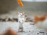 贪玩的猫咪