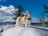 雪地里的哈士奇
