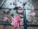听雨哭泣的声音