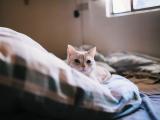 发呆的可爱猫咪