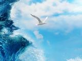 勇往直前的海鸥