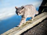敏捷的猫咪