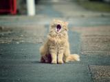 打哈欠的猫咪