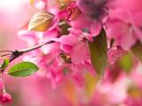 花丛里的小蜜蜂