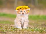 戴着花环的猫咪