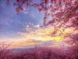 夕阳下的梦幻