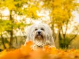 落叶中的西施犬