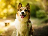 调皮的威尔士柯基犬