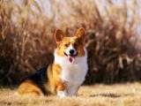 可爱柯基犬