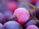 红色霜果