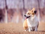 宠物威尔士柯基犬