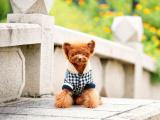 发呆的贵宾犬