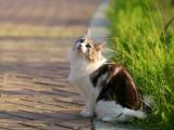 仰望天空的猫咪