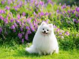 大型德国狐狸犬