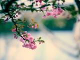 木芙蓉花