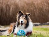 萌宠喜乐蒂牧羊犬