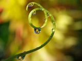 水珠里的花卉