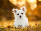 奇瓦瓦犬
