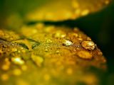 雨后叶子上的水珠