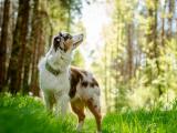 警惕的澳大利亚牧羊犬